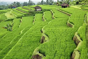 Terraces: Rice Terraces, Bali, Indonesia, Southeast Asia, Asia