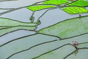 Terraces: Rice terraces of Banaue, Northern Luzon, Philippines