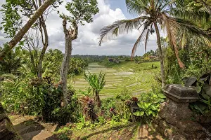 Indonesian: Rice terraces in the evening light. Beautiful green