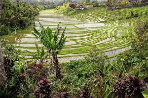 Indonesian: Rice terraces in the evening light. Beautiful green