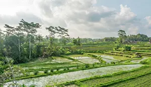 Terraces: Rice terraces of Jatiluwih, Bali, Indonesia, Asia