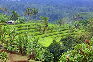 300517: Rice terraces in Mekarsari, Bali, Indonesia Paul Brown