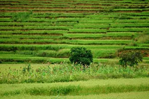 Terraces: Rice terraces, Talata-Ampano, Madagascar, Africa