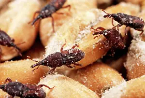Weevils: RICE WEEVIL - Infestation in wheat grains