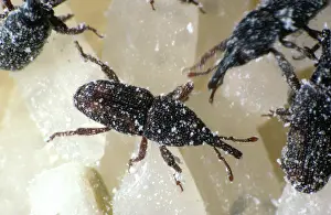 Stored: Rice Weevil (Sitophilus oryzae) on rice