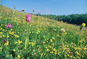 Trefoil: Rich Chalk Grassland - with flowers including