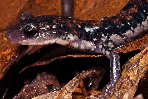 Arkansas: Rich Mountain Salamander