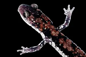Arkansas: Rich Mountain Salamander
