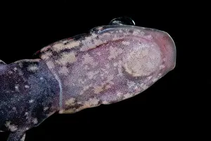 Arkansas: Rich Mountain Salamander