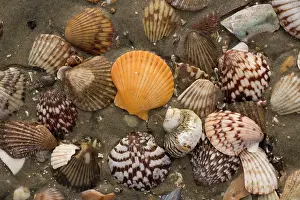Varied: Rich and varied shell fauna on the beaches of San