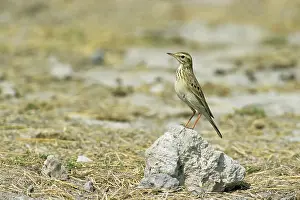 Novaeseelandiae: RichardIs / Australian Pipit