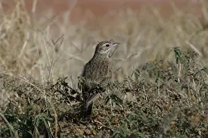 Pipits: RichardIs / Australian Pipit