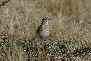 Pipits: RichardIs / Australian Pipit