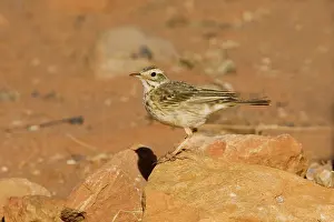 Pipits: RichardIs / Australian Pipit