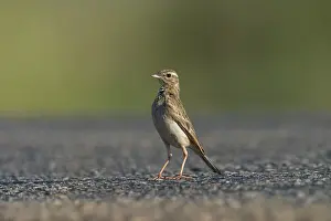 Pipits: RichardIs / Australian Pipit - standing on the road