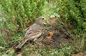 Pipits: RichardIs Pipit