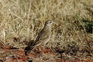 Pipits: Richard's / Australian Pipit