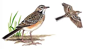 Anthus: Richard's Pipit