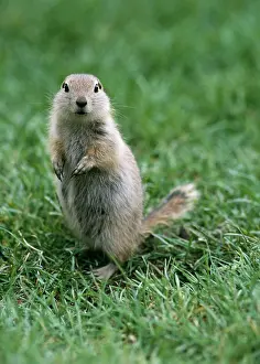 Richardson: Richardson's Ground Squirrel