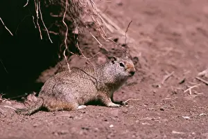 Richardson: Richardson's Ground Squirrel
