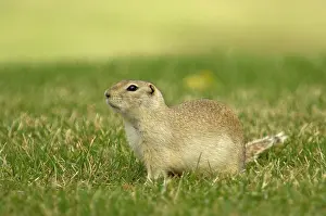 Richardson: Richardson's Ground Squirrel - Side view with head