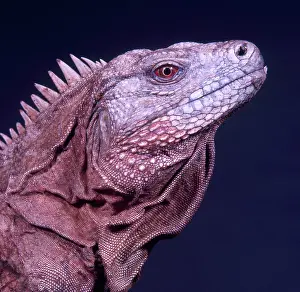 Cyclura: Ricord's Iguana