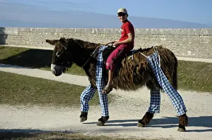 Ager: Ride on a Poitou donkey in breeches Ile de Re France