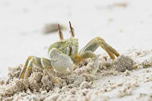 Mahe: Rider crab (Ocypode ceratophthalmus), Mahe, Seychelles