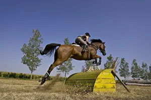 Knights: Rider on Thoroughbred horse jumping over an cross obstacle