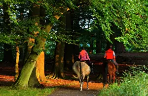 Saddle: Riders in a forest alley - Denmark Dyrehaven