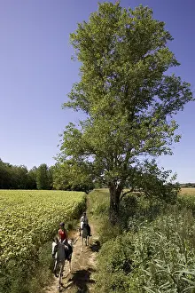 Knights: Riders on horses Barbe along a field of sunflowers France