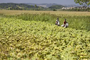 Knights: Riders on horses Barbe along a field of sunflowers France