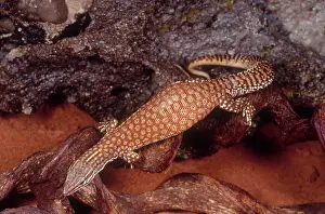 Varanus: Ridge Tail Monitor