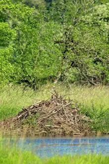 Home: Ridgefield National Wildlife Refuge, Ridgefield, Washington