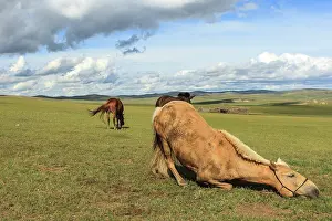 Halter: Riding horses at rest in the Mongolian steppe - Mongolia