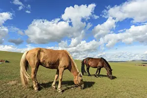 Halter: Riding horses at rest in the Mongolian steppe - Mongolia