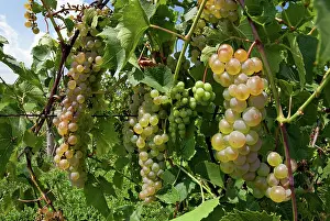 Ripening: Riesling Grapes