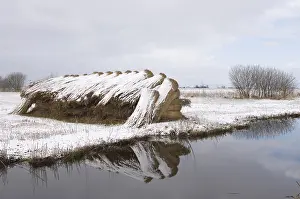 Overijssel: rietbossen