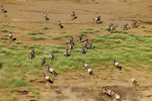 Rift: Rift valley at Lake Magadi in Kenya with blue wildebeest and