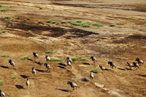 Rift: Rift valley at Lake Magadi in Kenya with blue wildebeest