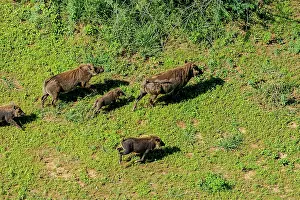 Rift: Rift valley at Lake Magadi in Kenya with common warthog