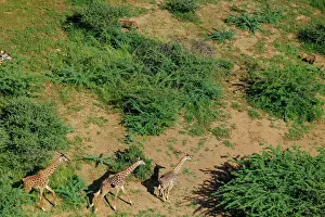 Rift: Rift valley at Lake Magadi in Kenya with giraffe