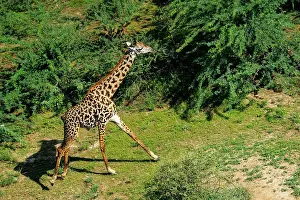 Rift: Rift valley at Lake Magadi in Kenya with giraffe