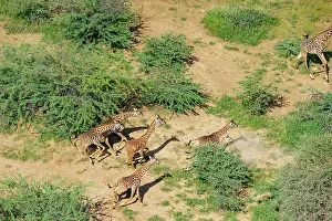 Rift: Rift valley at Lake Magadi in Kenya with giraffe