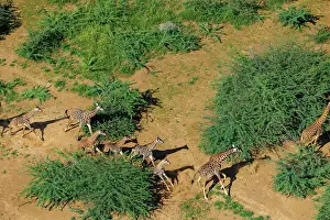 Rift: Rift valley at Lake Magadi in Kenya with giraffe