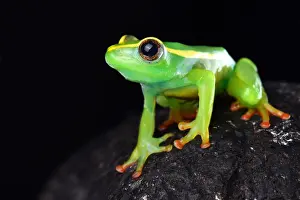Hyperoliidae: Riggenbach's reed frog (Hyperolius riggenbachi)