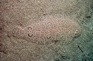 Flounder: Righteye FLOUNDER - camouflaged on seabed