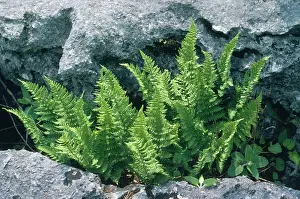 Rarity: Rigid Buckler Fern - limestone pavement rarity
