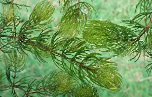 Hornworts: Rigid Hornwort - Aquatic Flower
