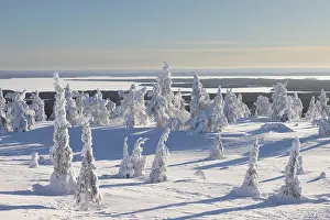 Riisitunturi: Riisitunturi Winter